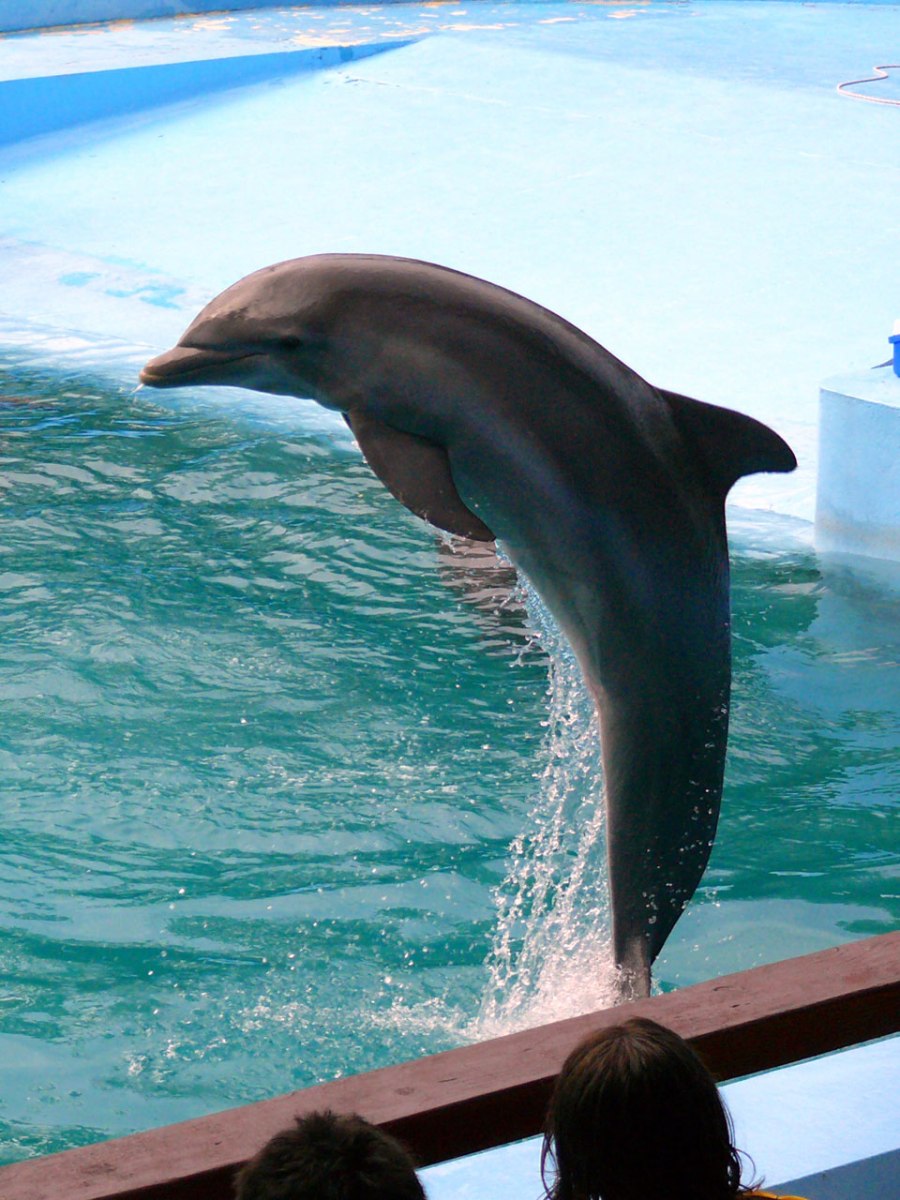 dophin