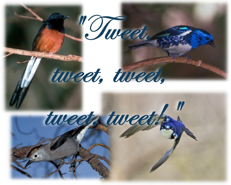 birds tweeting