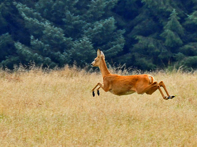 Running_deer_-_geograph.org.uk_-_963287