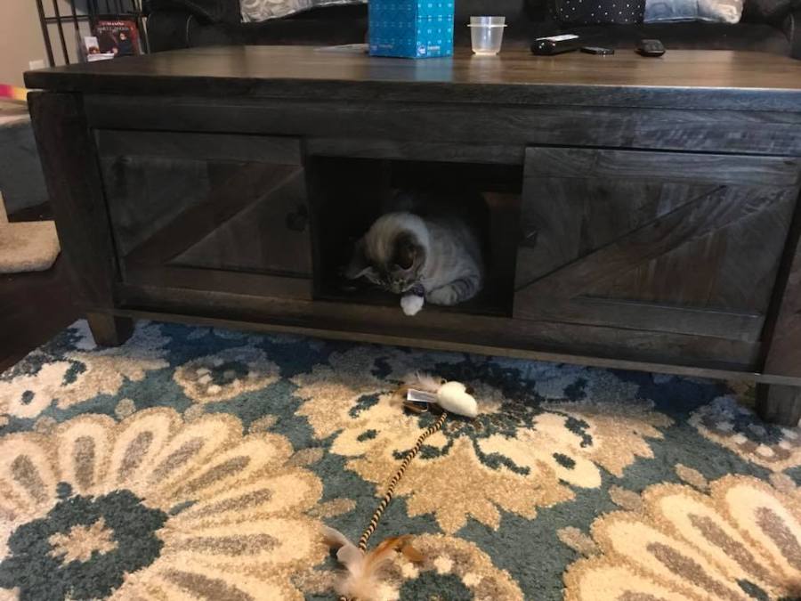 40046972_10160898874570078_8090188604212510720_n