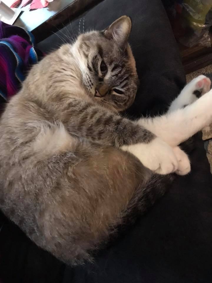 44841928_10161144938020078_8775939098624917504_n